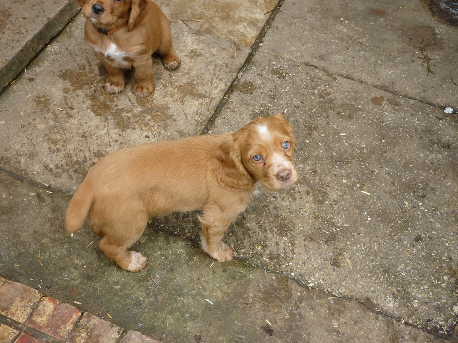 RESIZED SIKA'S puppies 7 weeks 31st March 2018 022.jpg