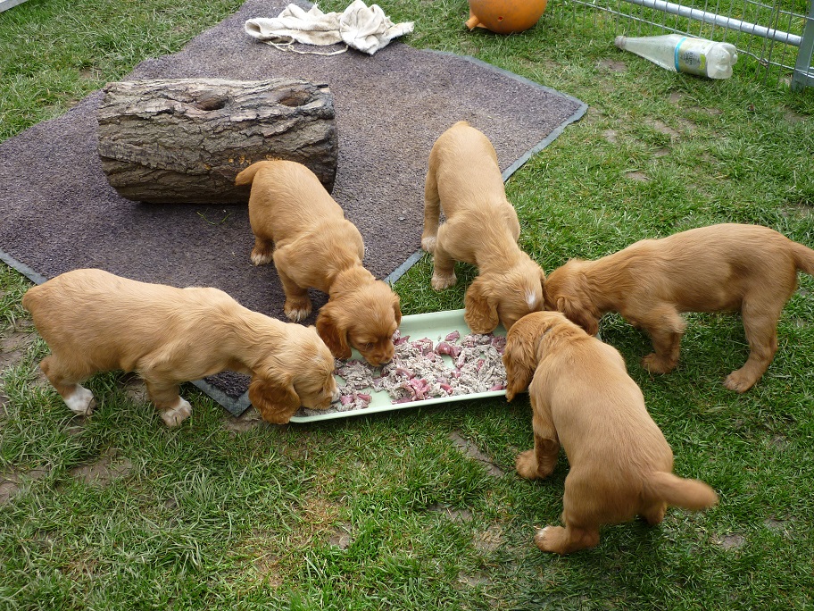 RESIZED SIKA'S puppies 7 weeks 31st March 2018 036.jpg