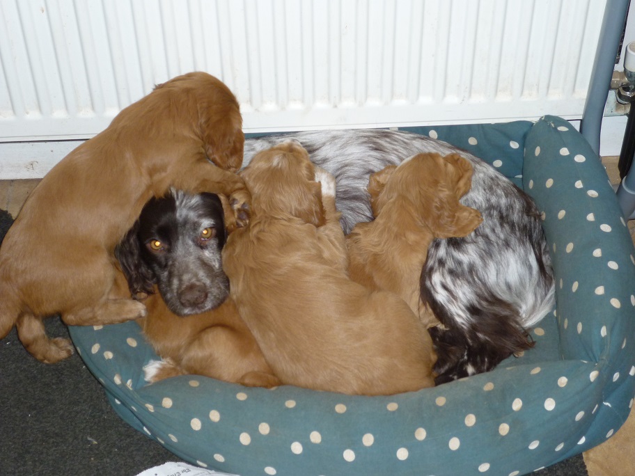 RESIZED SIKA's puppies with Sprinkle 18th March 2018 001.jpg