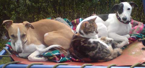 whippet and cats
