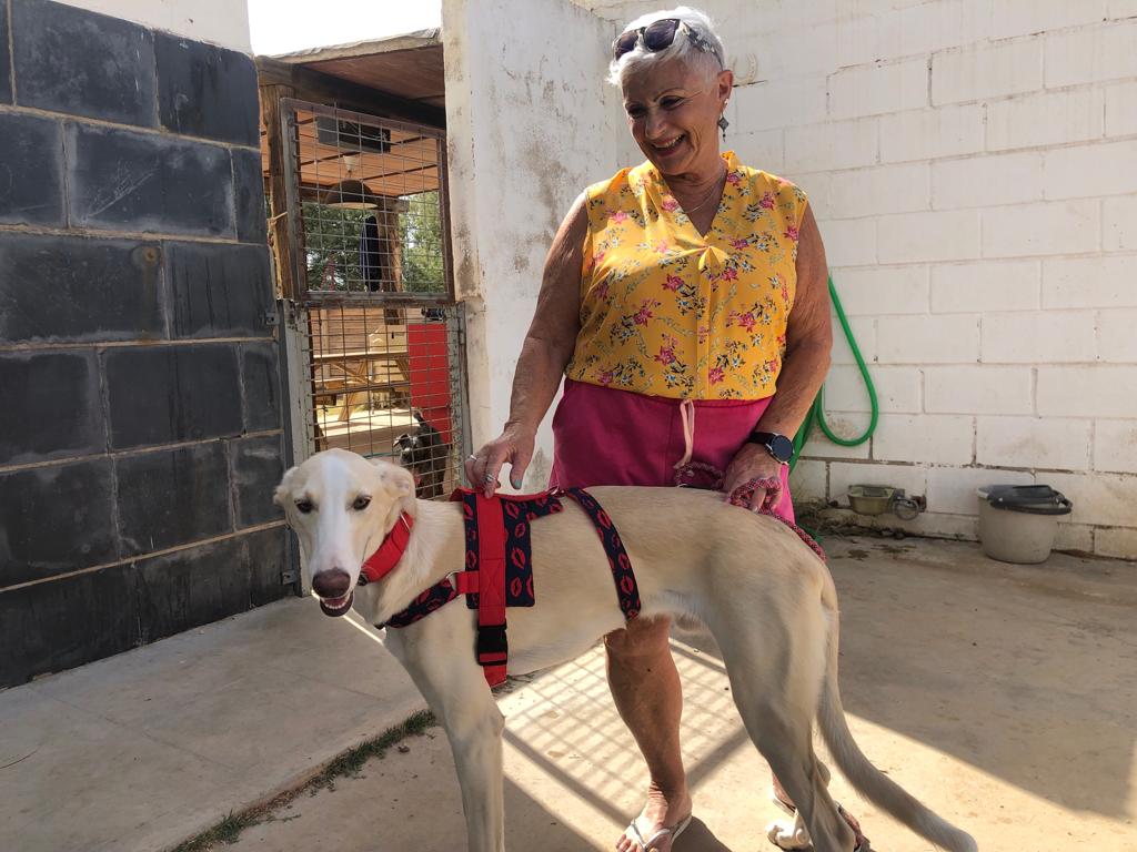 My 2 adopted Spanish Greyhounds aka Greyhounds