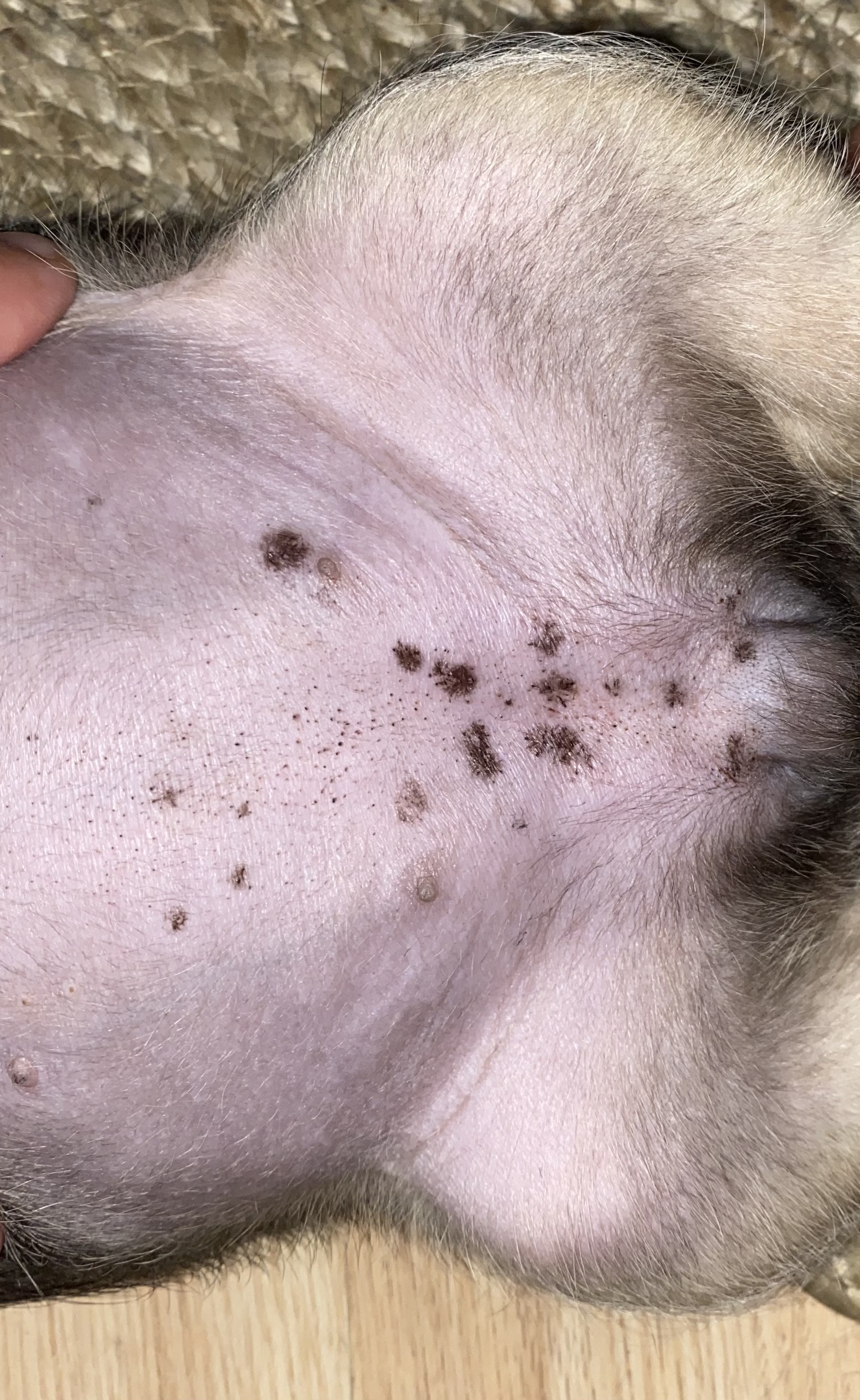 black-spots-on-puppy-s-belly-dog-forum-dogforum-co-uk