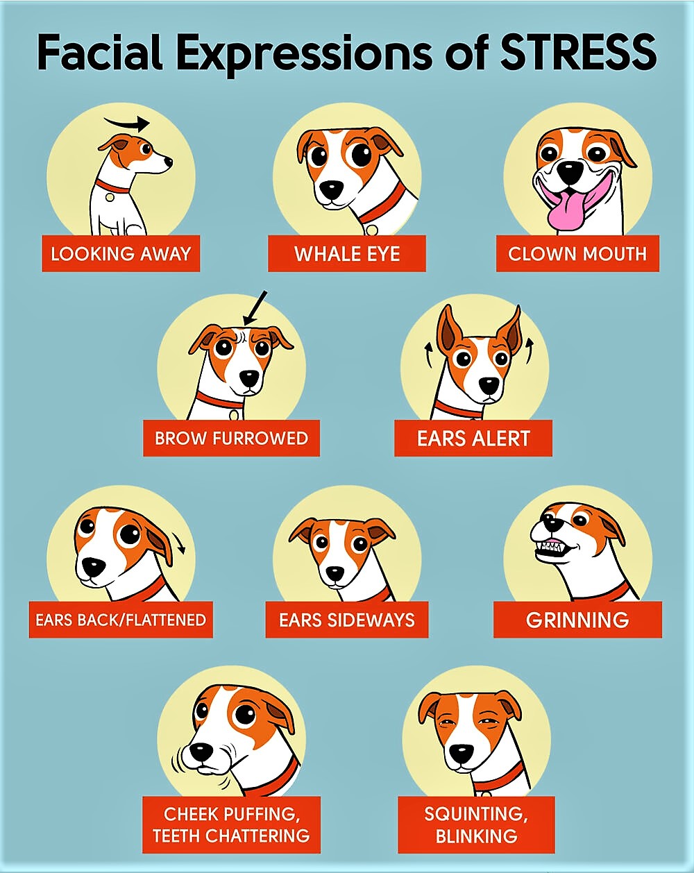 VBT-FACIAL-STRESS.jpg