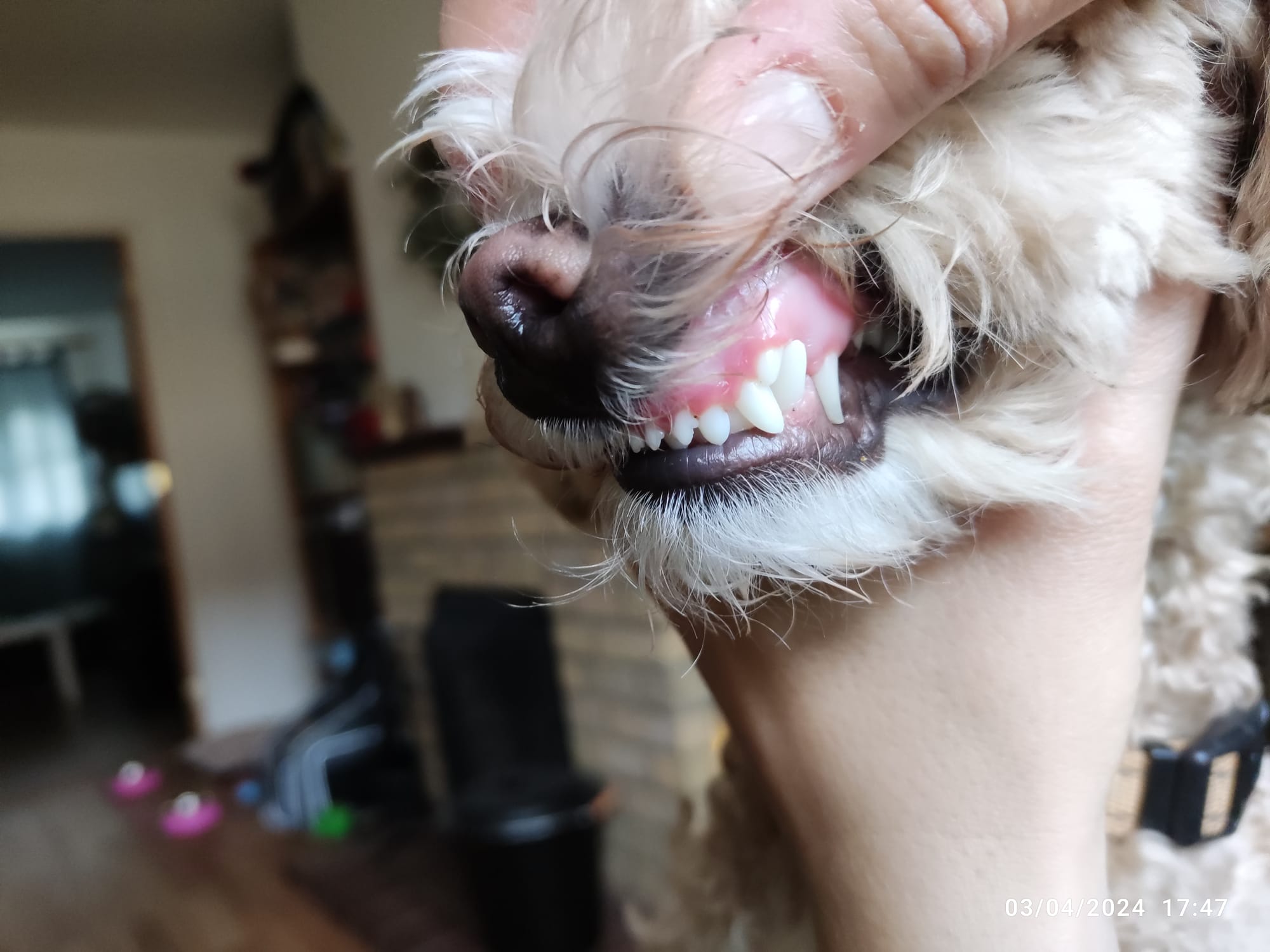 puppy strange teeth