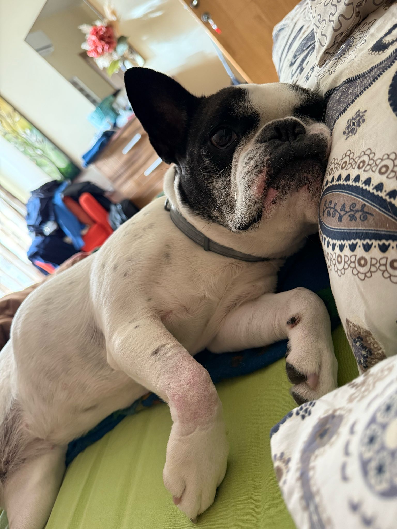 HELP CLOE TO WALK AGAIN!