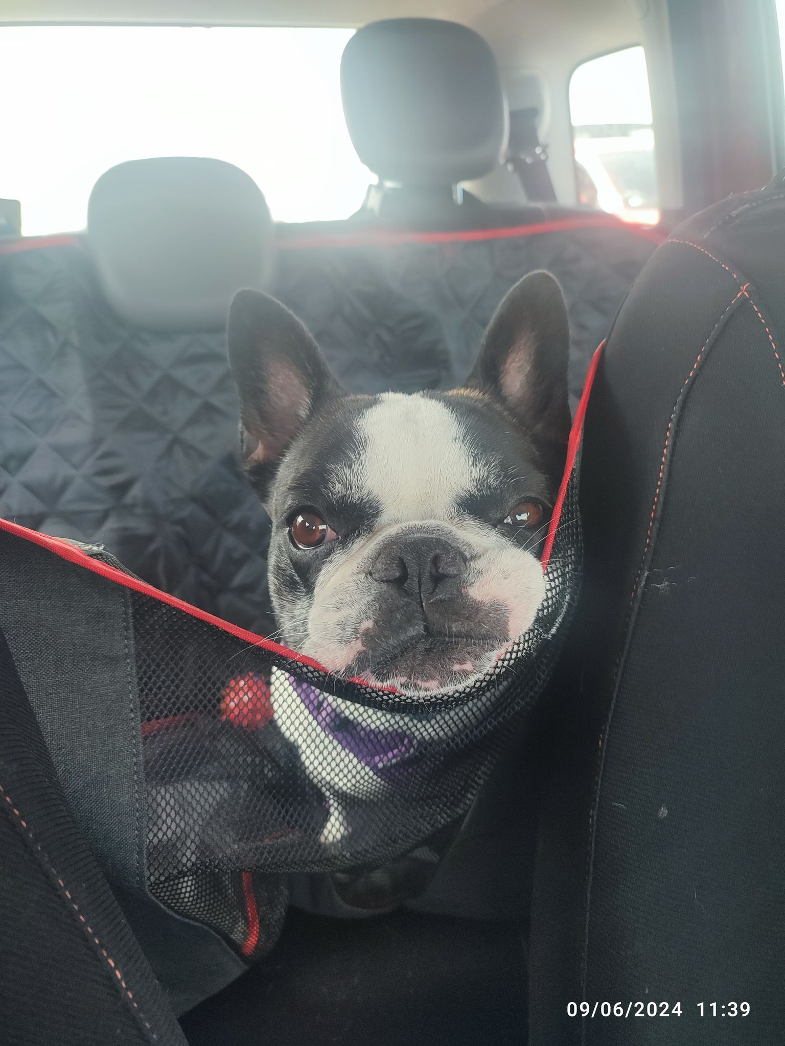 HELP CLOE TO WALK AGAIN!