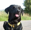 goofy.webp