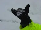 dogs_016.webp