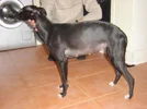 dogs_028.webp