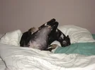 dogs.webp