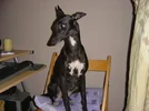 dogs_032.webp