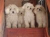 Bichons_on_stairs.JPG