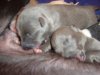 puppies_045.jpg