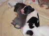 puppies_038.jpg