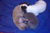 puppies_054.jpg