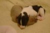 puppies_070.jpg