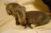 puppies_072.jpg