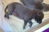 puppies_065.jpg