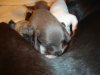 puppies1_008.jpg