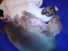 puppies1_029.jpg