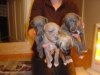 puppies1_071.jpg