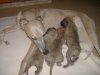 2006_0304Pups0169.JPG