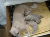 2006_0311Pups0207.JPG