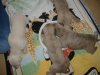 2006_0311Pups0209.JPG