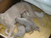 2006_0311Pups0208.JPG