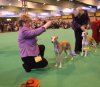 2006_0310crufts20060033.JPG