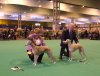 2006_0310crufts20060068.JPG