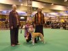 2006_0310crufts20060086.JPG