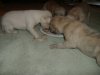 2006_0314Pups0226.JPG