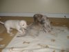 2006_0314Pups0233.JPG