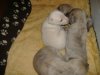 2006_0314Pups0243.JPG