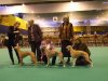 BCC_DCC_BP_Crufts_2006.jpg