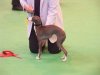 crufts6.jpg