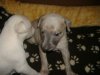 2006_0317Pups0262.JPG