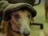 Flat_cap_whippet_small.jpg