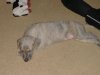 2006_0327Pups0344.JPG