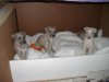 2006_0329Pups0354.JPG