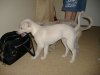 2006_0404Pups0368.JPG