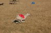 Resized_lure_coursing_068.jpg