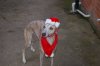 Resized_xmas_digger_004.jpg