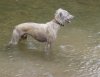 Water_Dogs_008.jpg