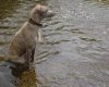 Water_Dogs_006.jpg