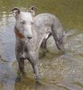 Water_Dogs_004.jpg