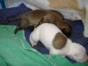 2006_0716Pups0405.JPG