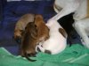 2006_0716Pups0410.JPG