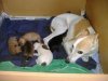 2006_0716Pups0411.JPG